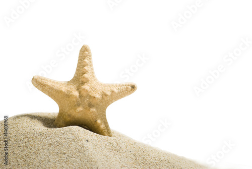 star fish with clipping path