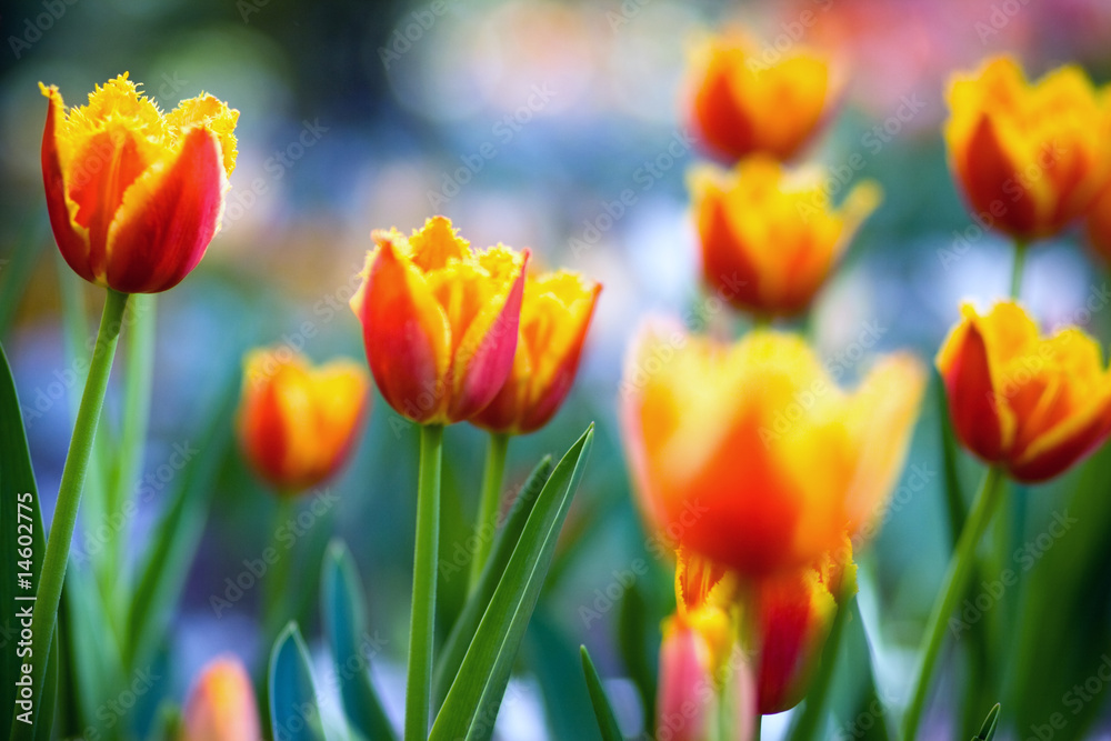 Beautiful tulips