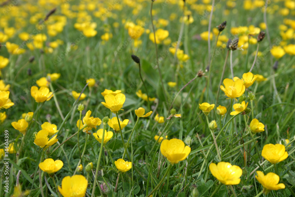 field of buttercups