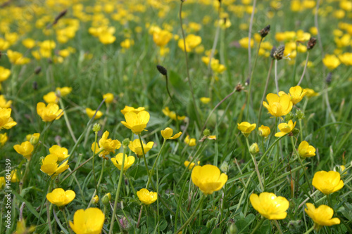 field of buttercups © Jenny Thompson