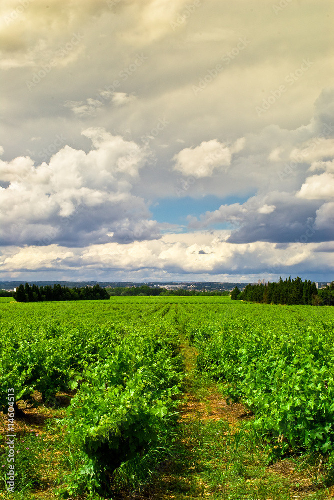 Naklejka premium vignes