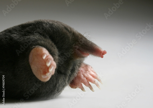 live mole photo