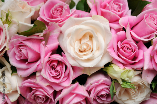 Pink roses closeup