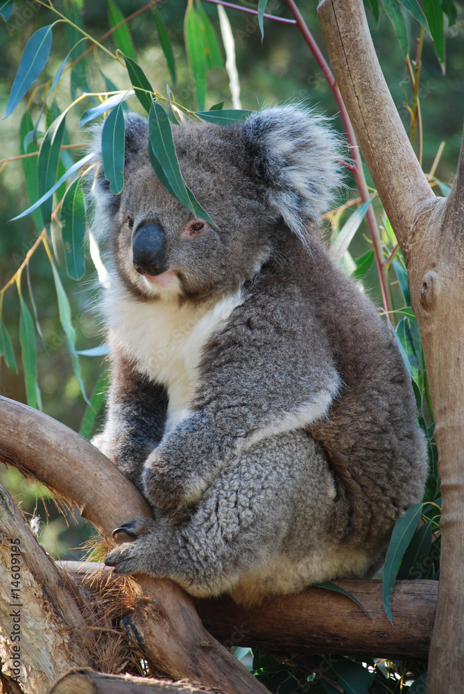 Obraz premium Koala, Australia