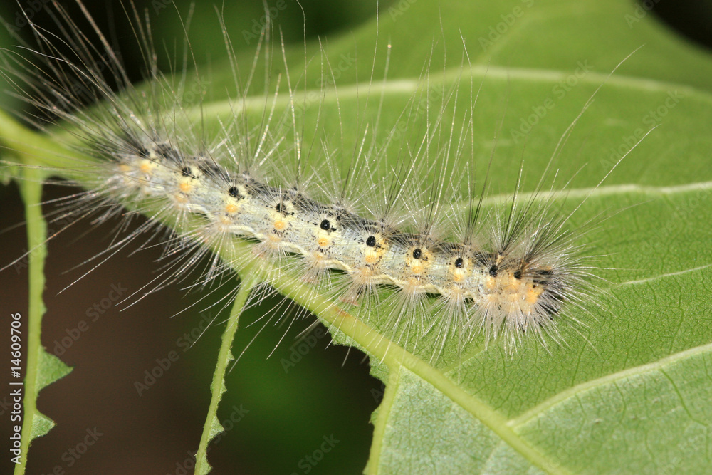 caterpillar