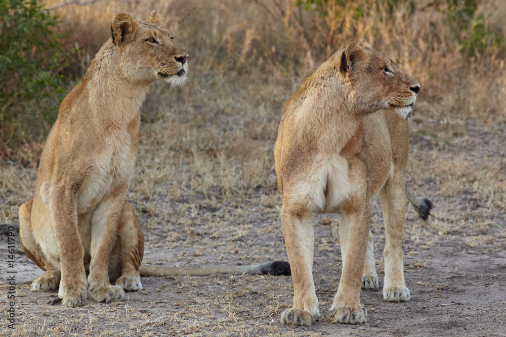 Fototapeta premium Lions at rest