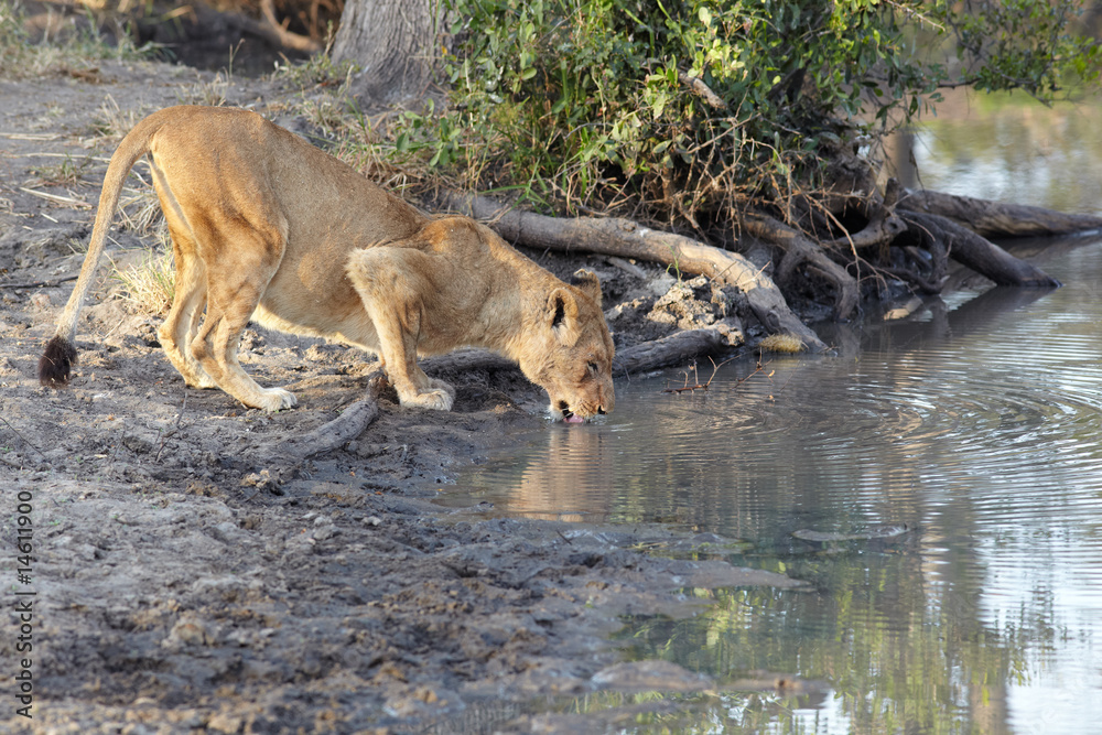 Naklejka premium lioness drinking