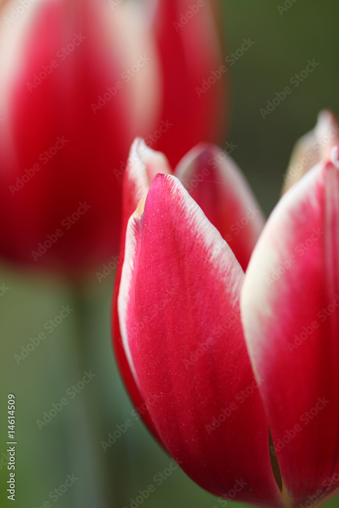 Red tulips in the garden Red tulips in the garden