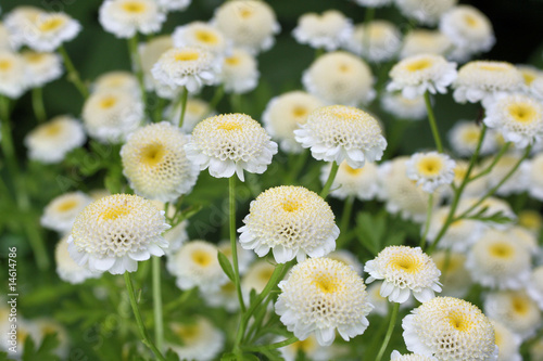 fleurs de camomille photo