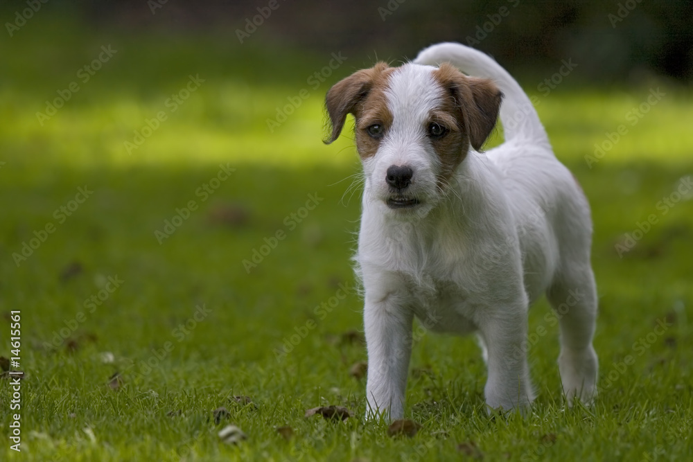 Parson Jack Russell Terrier Welpe