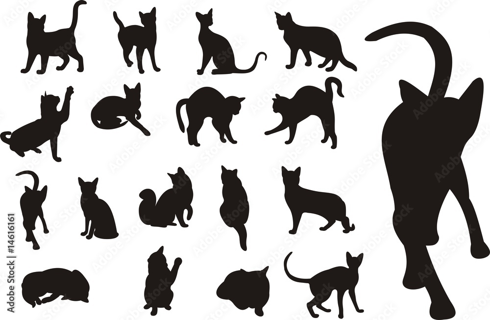 Foto Cats collection