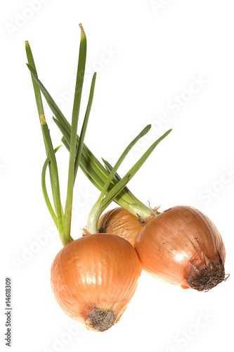 onions on white background