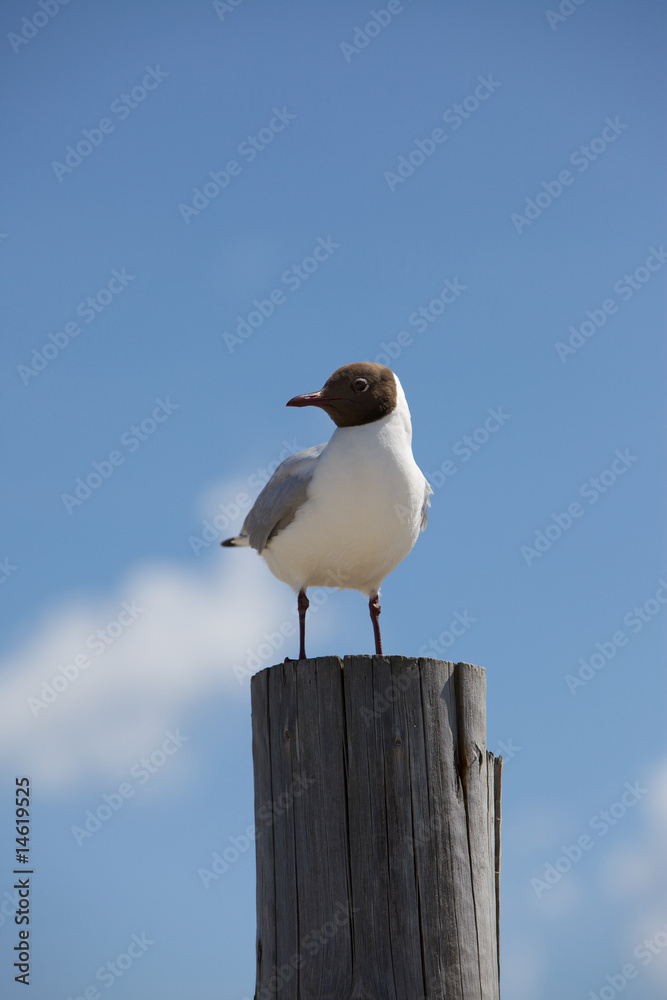 Naklejka premium Möve