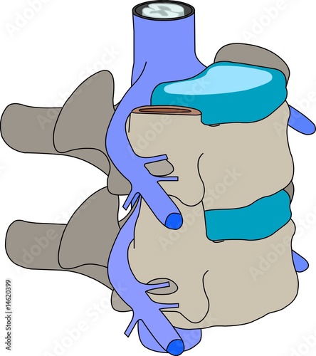 vertebra