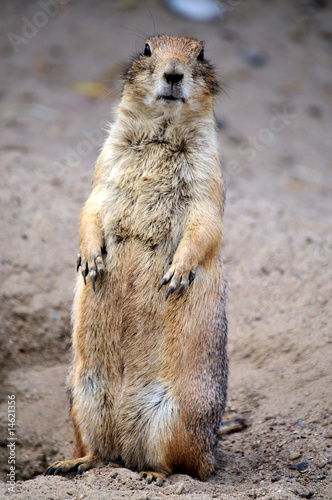 Prairiehund photo