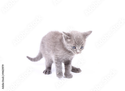 gray pussy cat
