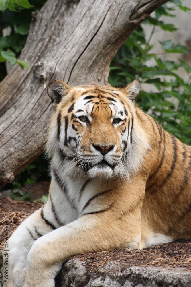 Obraz premium Amurtiger 17