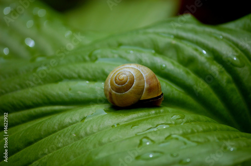 Snail on a green leave