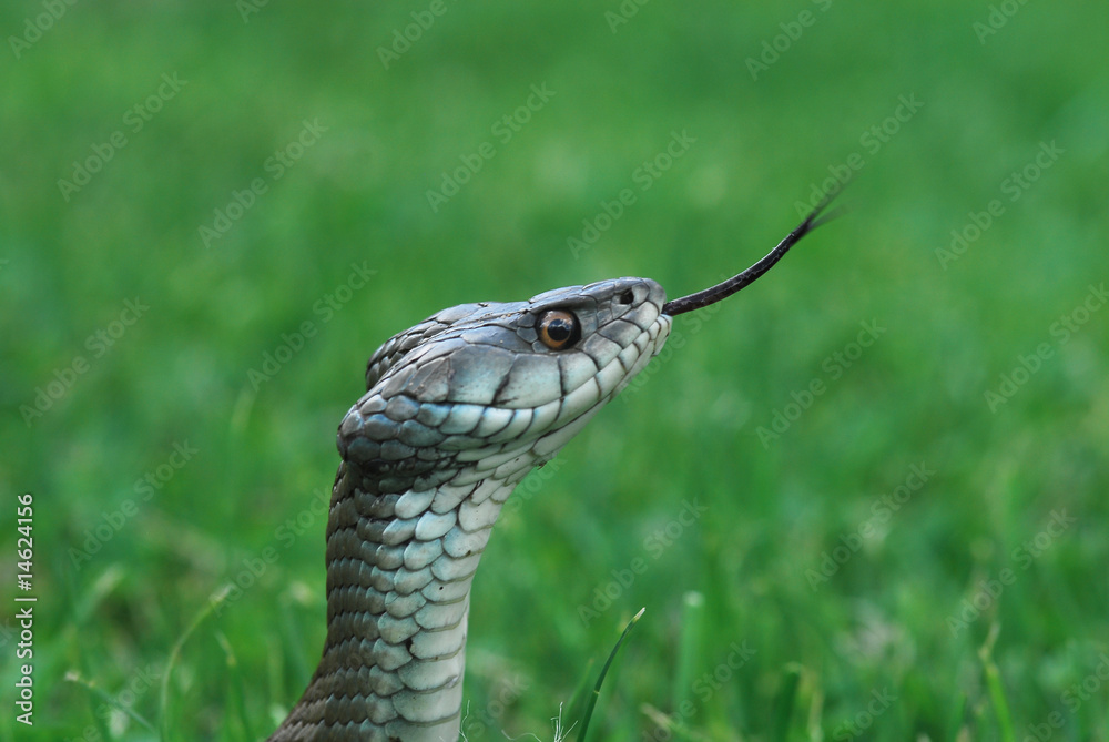 Obraz premium cabeza de culebra