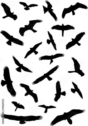 silhouettes d'oiseaux en vol
