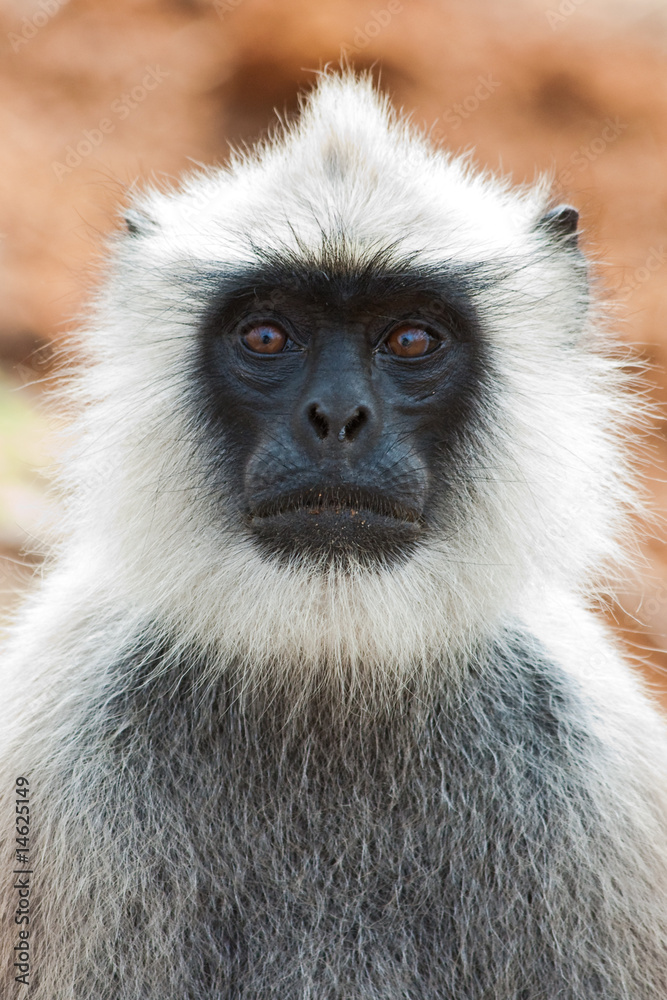 Backlit Hanuman Langur