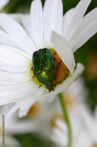 cétoine photo