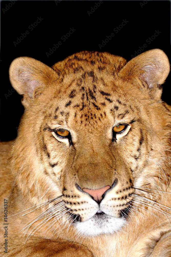 Portrait of the tiger Portrait of the tiger