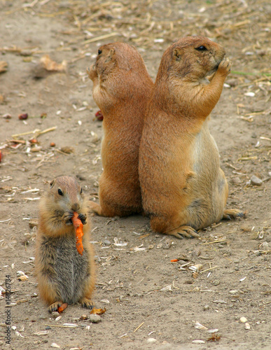 prairie dog3 photo