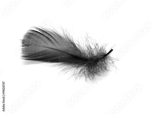 Black feather
