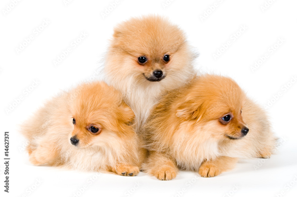 Three puppies of the spitz-dog in studio