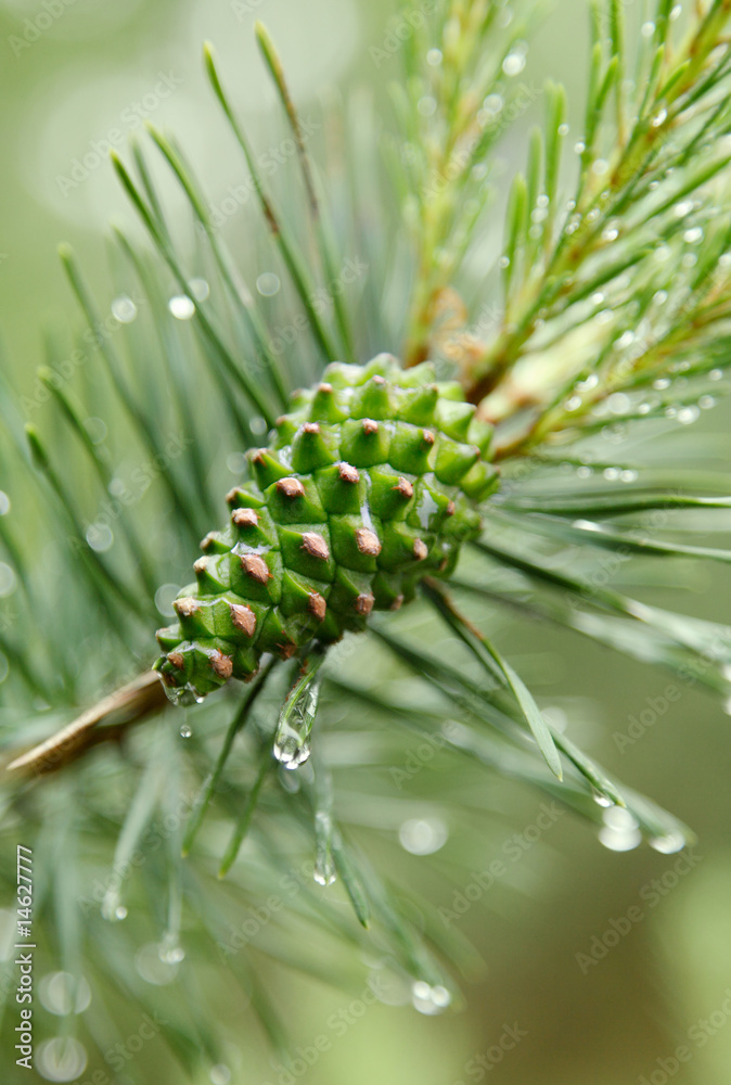 Naklejka premium tanne