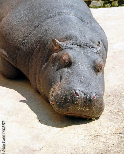 Hippopotamus sleeping