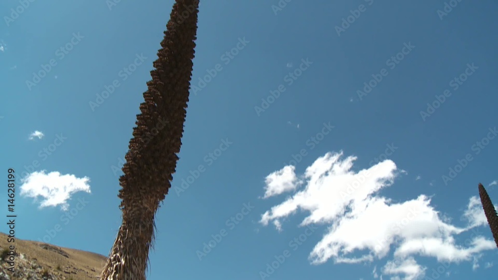 Puya Raimondi, Andenhochland