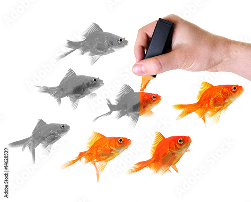 giving life to a group of goldfish photo
