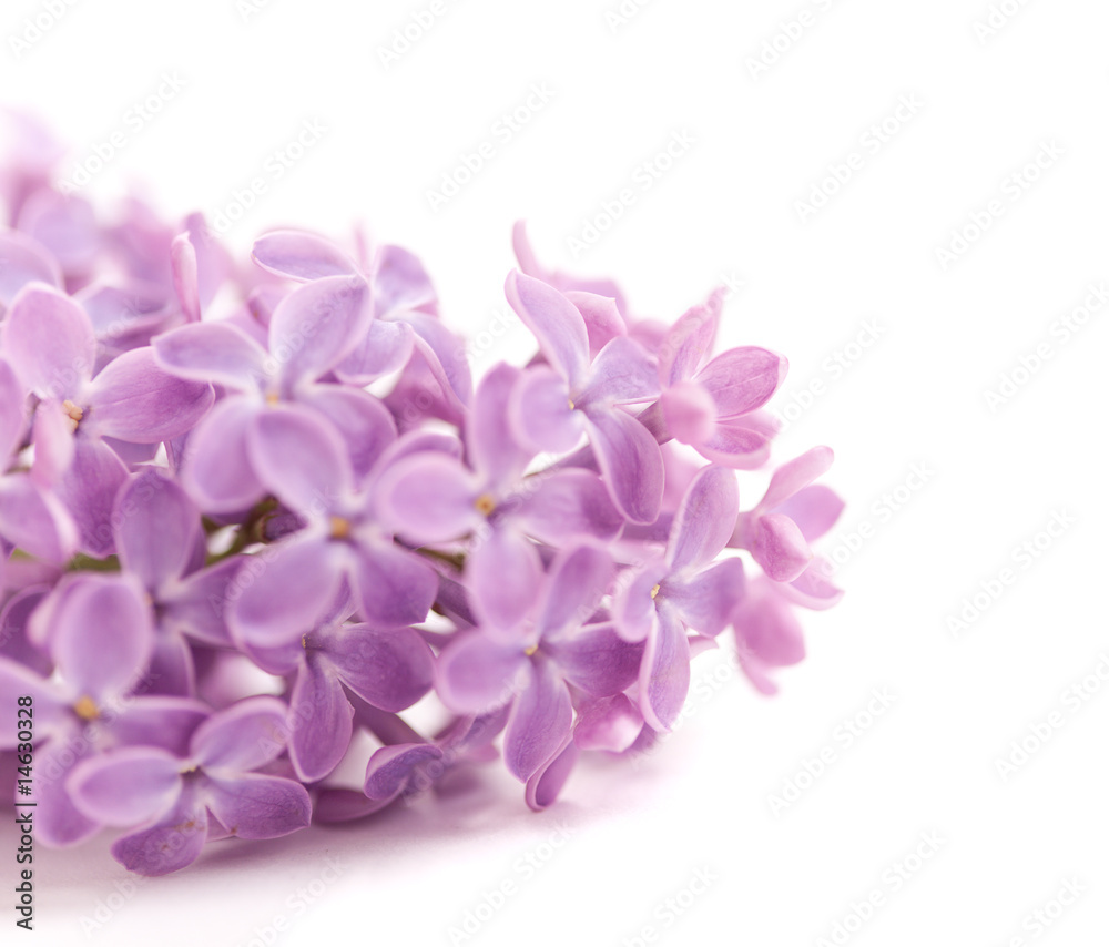 Fragrant lilac blossoms
