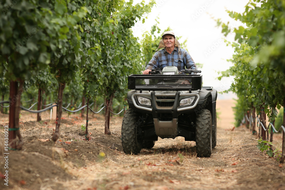 Obraz premium Farmer in vineyard