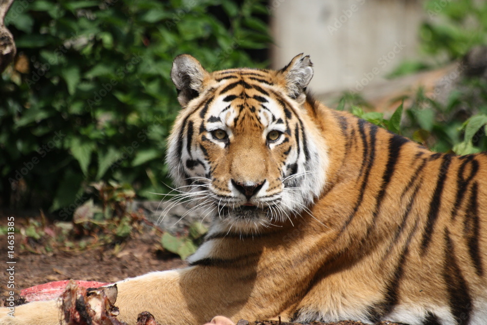 Obraz premium Amurtiger 173