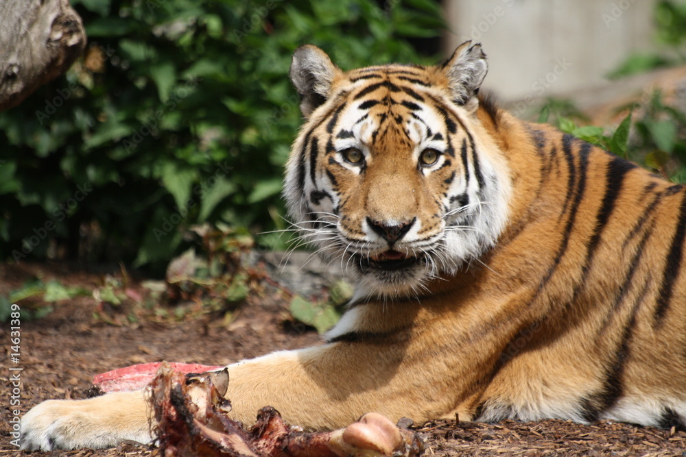 Fototapeta premium Tygrys Amurski 174