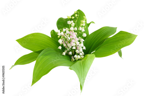 Fototapeta Naklejka Na Ścianę i Meble -  May Lily