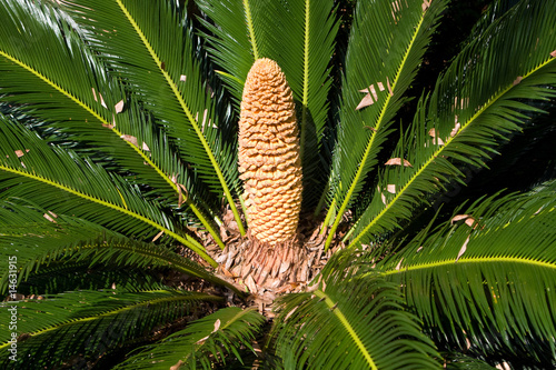 Male Cone Of Cycad Sago Palm