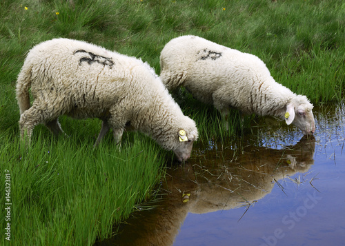 Sheep on the Bistra mountain from Macedonia