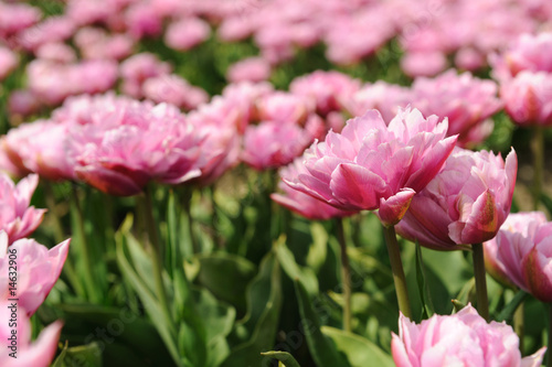 Tulips in the fields