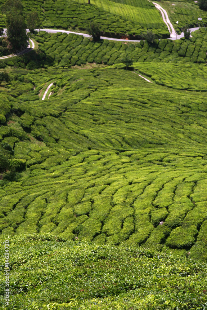 Tea Plantation View