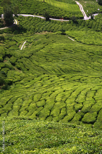 Tea Plantation View