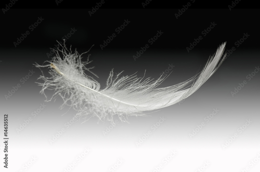Obraz premium white feather falling