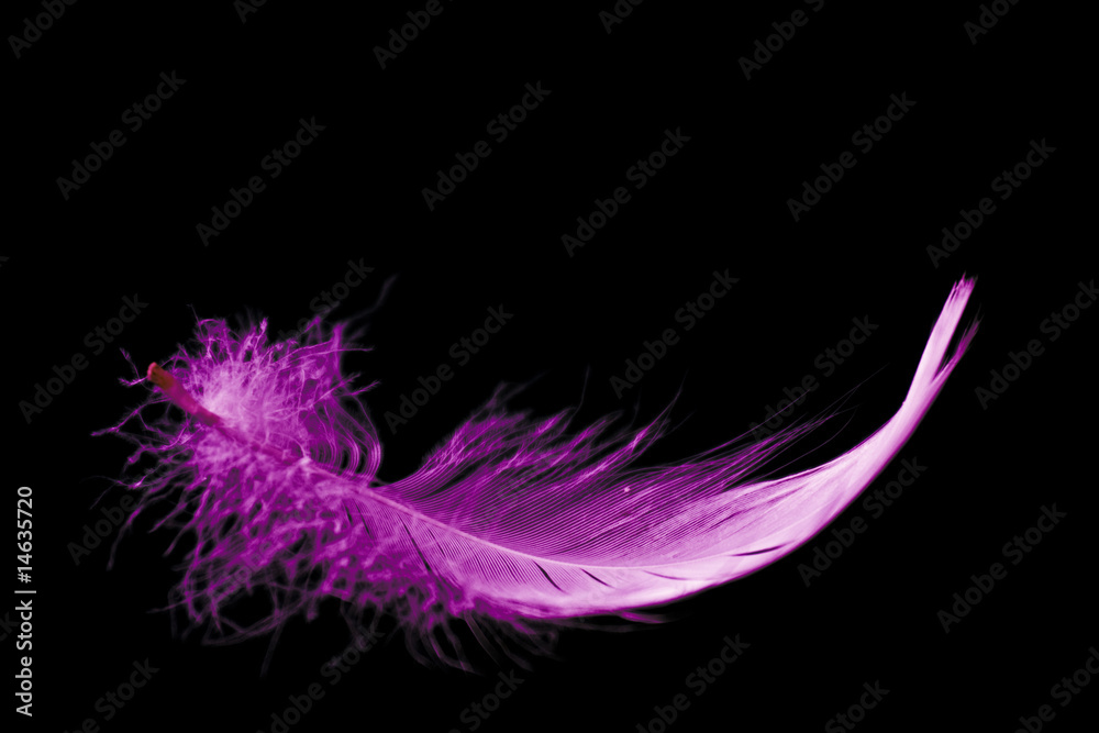 Obraz premium pink feather