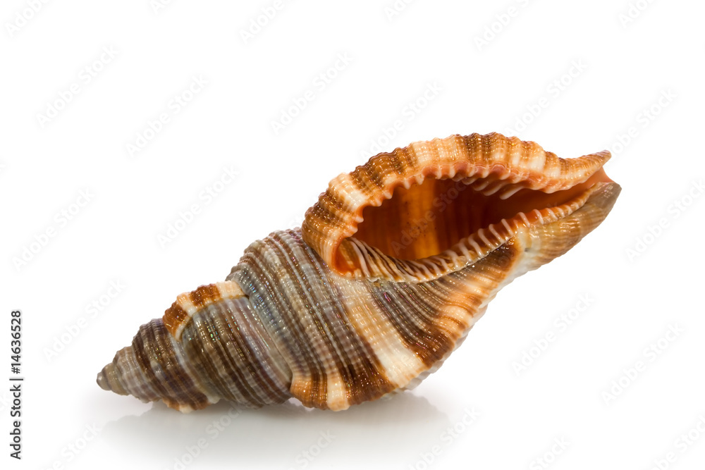 seashell  isolated on white background