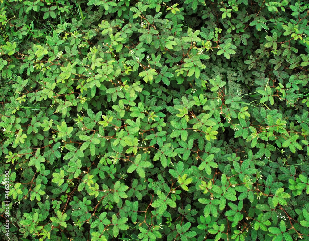 Fototapeta premium beautiful mimosa