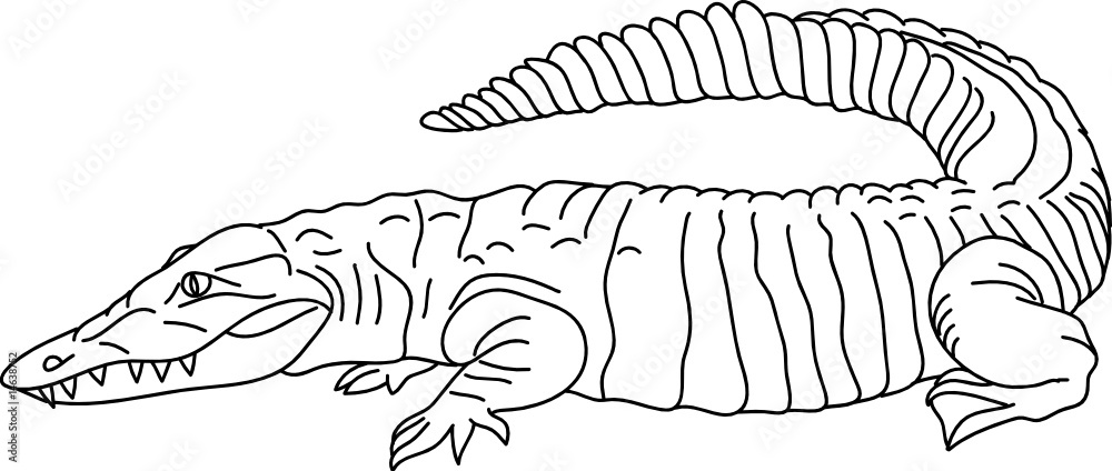 vector - contour crocodille isolated on background vector - contour crocodille isolated on background