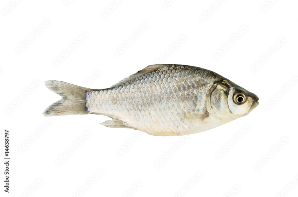 Small crucian isolated on white background Small crucian isolated on white background